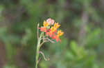 Fewflowered milkweed